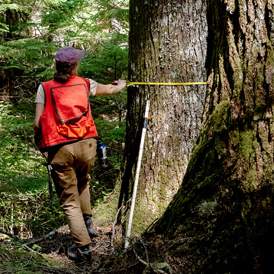  Nancy Floyd, "Field crew member Sydney Gastman measuring a Western Hemlock, H.J. Andrews Experimental Forest," 2023