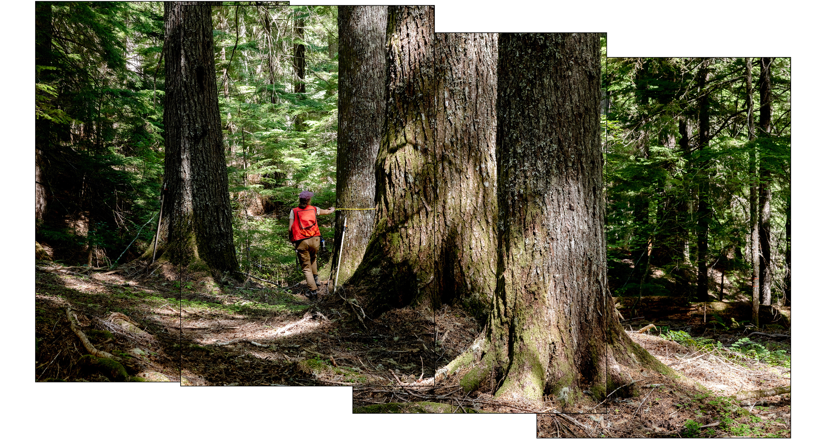 Nancy Floyd: For the Love of Trees